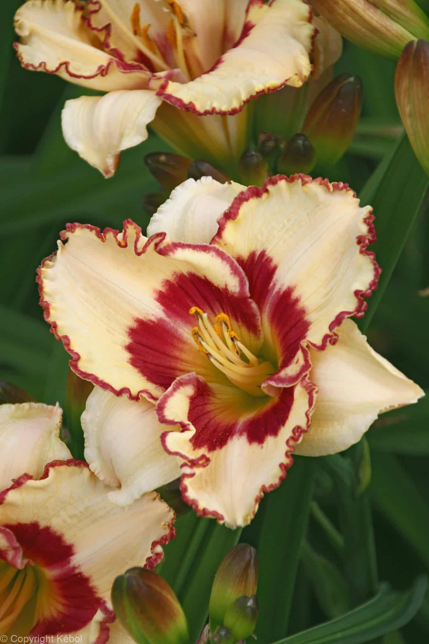 Hemerocallis Cryptic Message