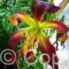 Hemerocallis Dancing on Air