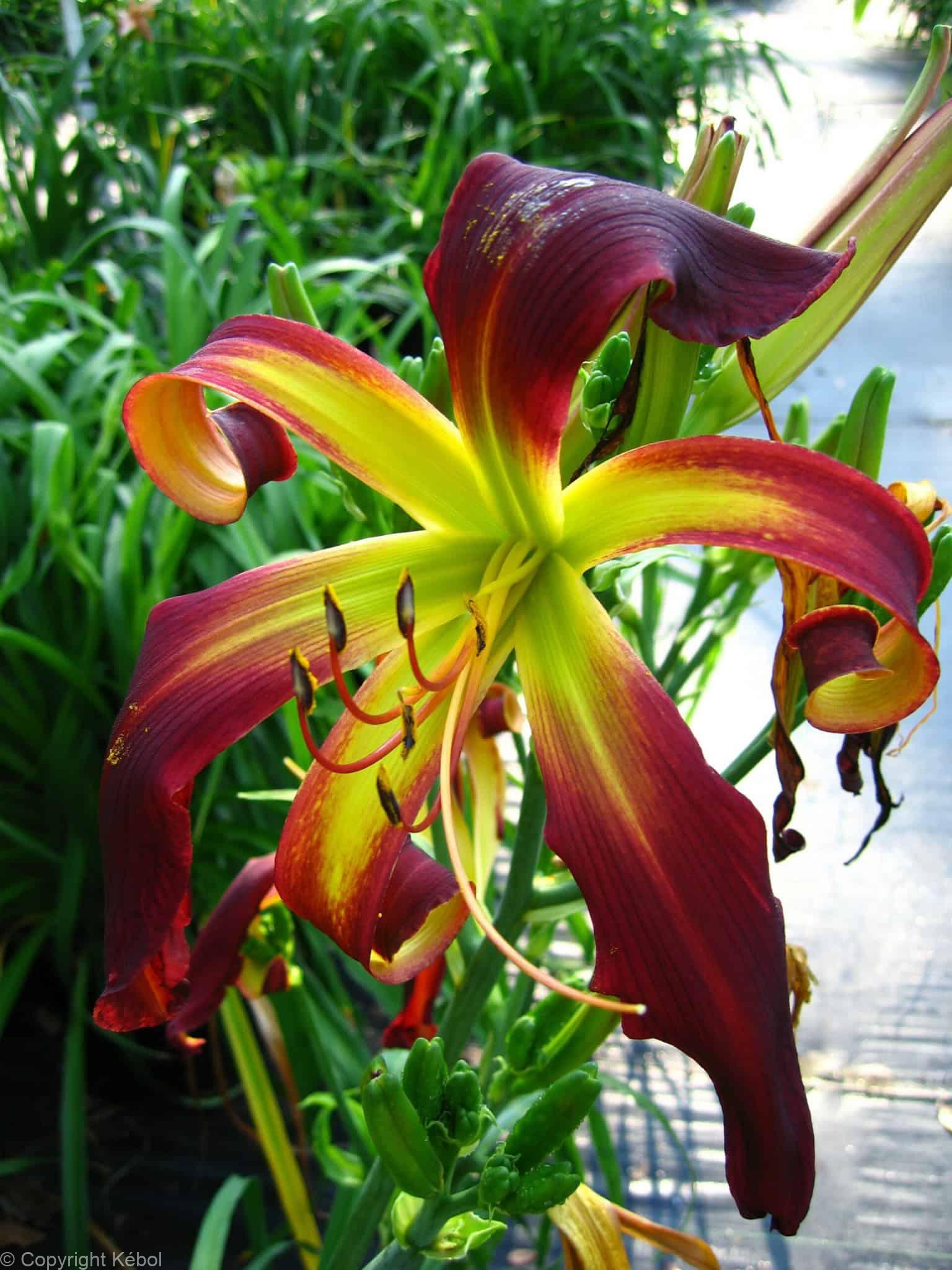 Hemerocallis Dancing on Air
