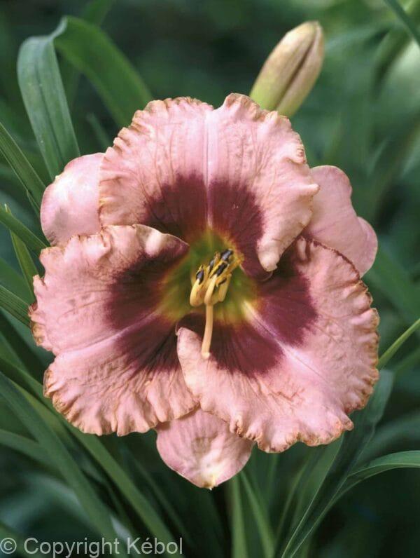 Hemerocallis Daring Deception