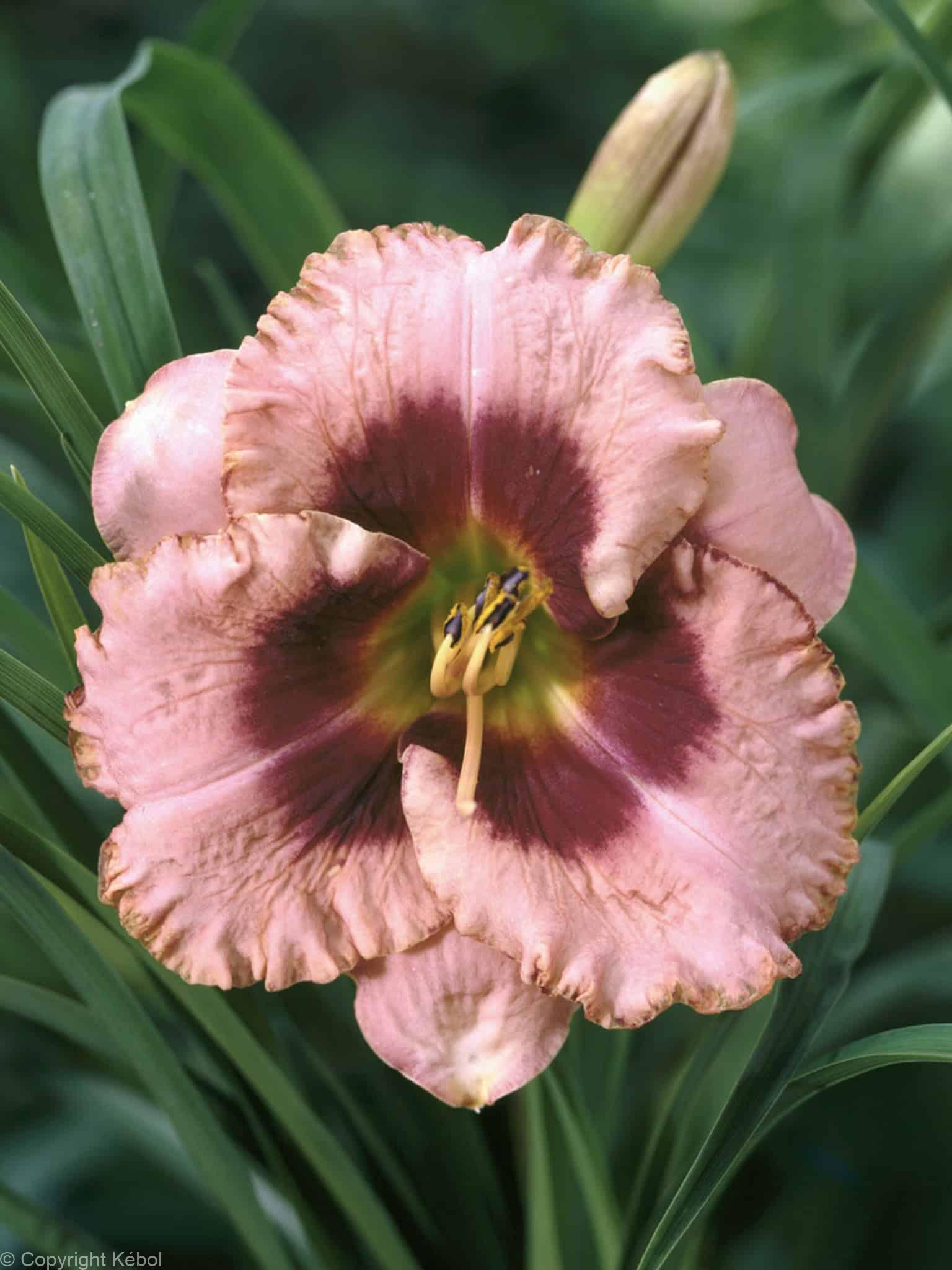 Hemerocallis Daring Deception