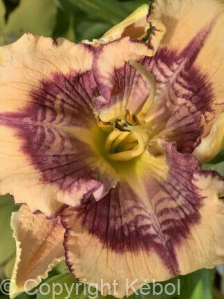 Hemerocallis Design Spider - bag