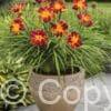 Hemerocallis Every Daylily Red