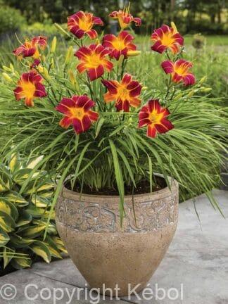 Hemerocallis EveryDaylily Red - bag