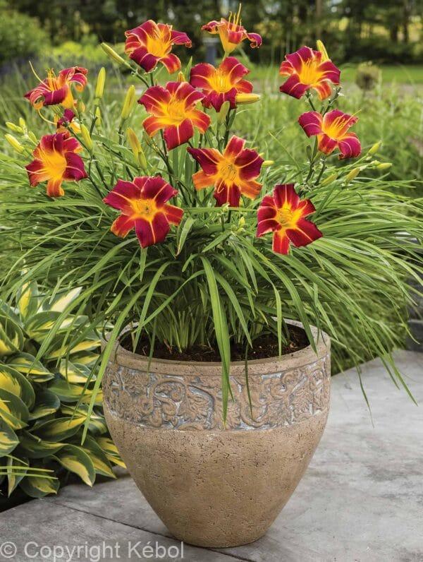 Hemerocallis Every Daylily Red