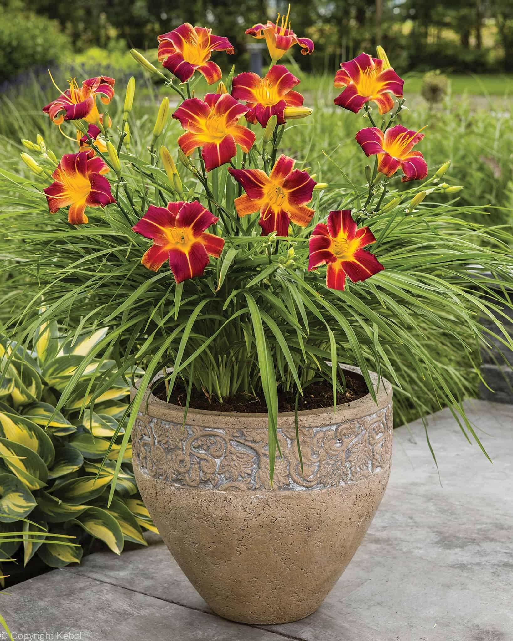 Hemerocallis Every Daylily Red