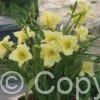 Hemerocallis Fragrant Returns