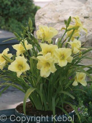 Hemerocallis Fragrant Returns - bag