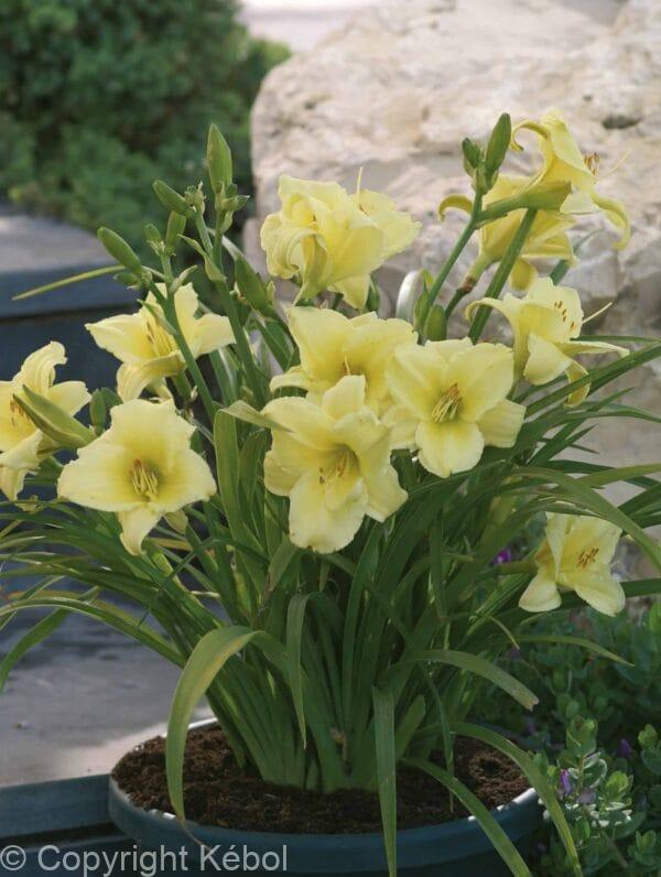 Hemerocallis Fragrant Returns