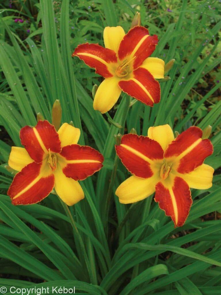 Hemerocallis Frans Hals