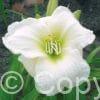 Hemerocallis Gentle Shepherd