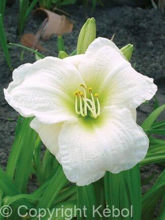 Hemerocallis Gentle Shepherd - bag