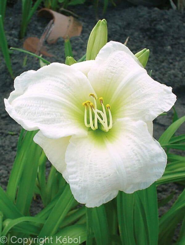Hemerocallis Gentle Shepherd