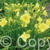 Hemerocallis Happy Returns
