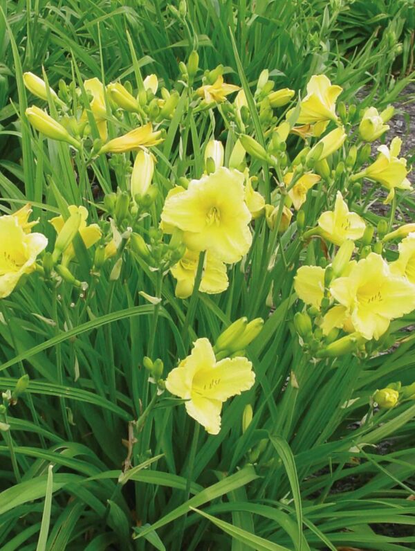 Hemerocallis Happy Returns - bag