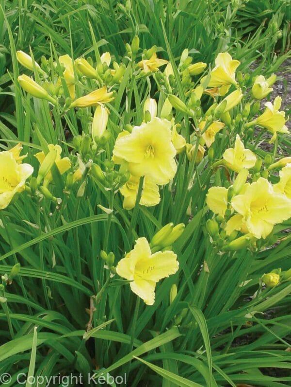 Hemerocallis Happy Returns