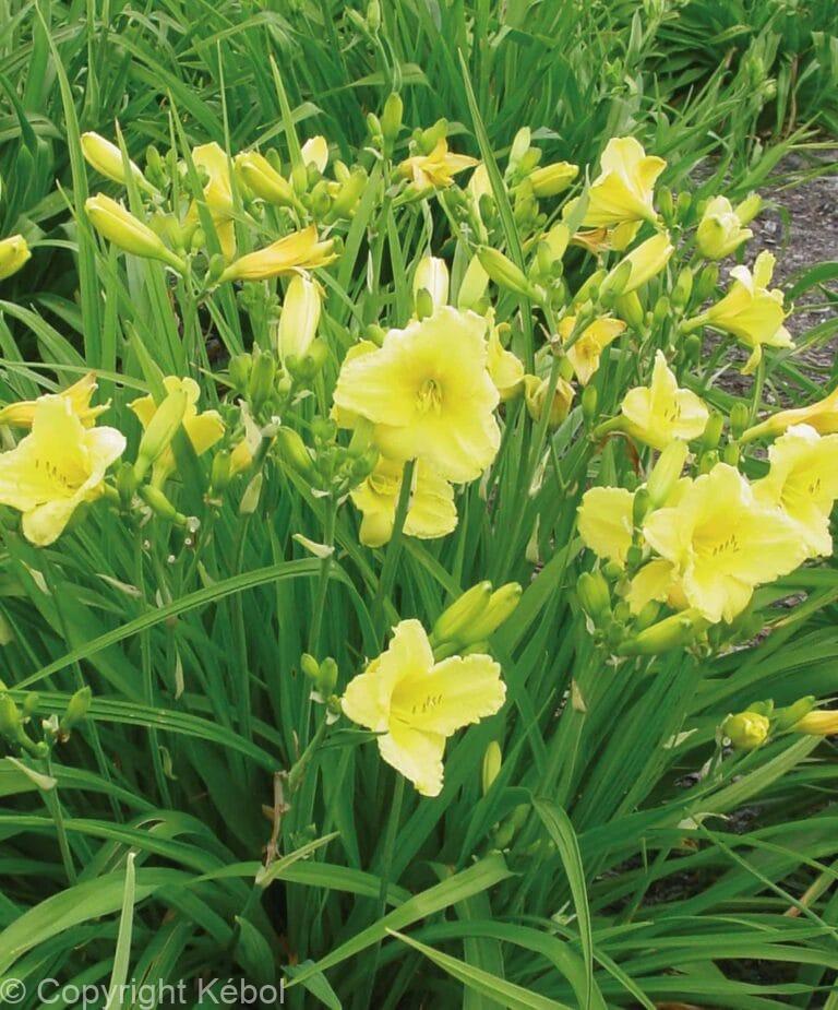 Hemerocallis Happy Returns