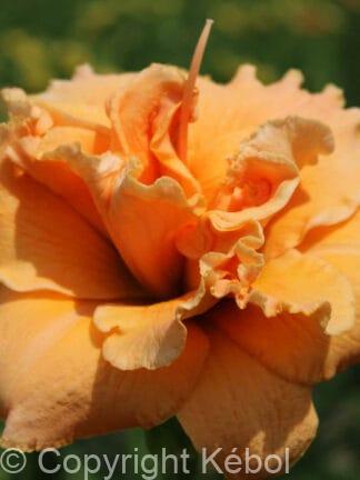 Hemerocallis Isabella Maraffi - case