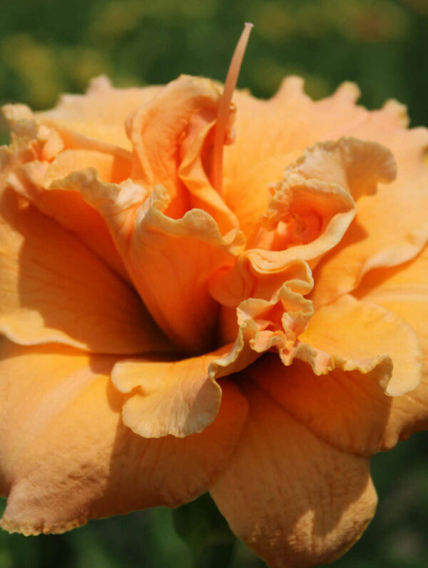 Hemerocallis Isabella Maraffi - case