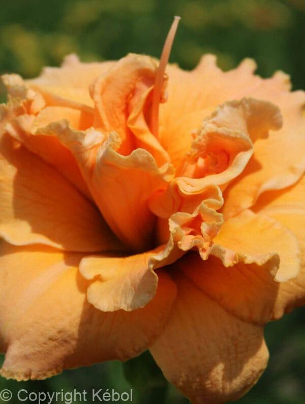 Hemerocallis Isabella Maraffi