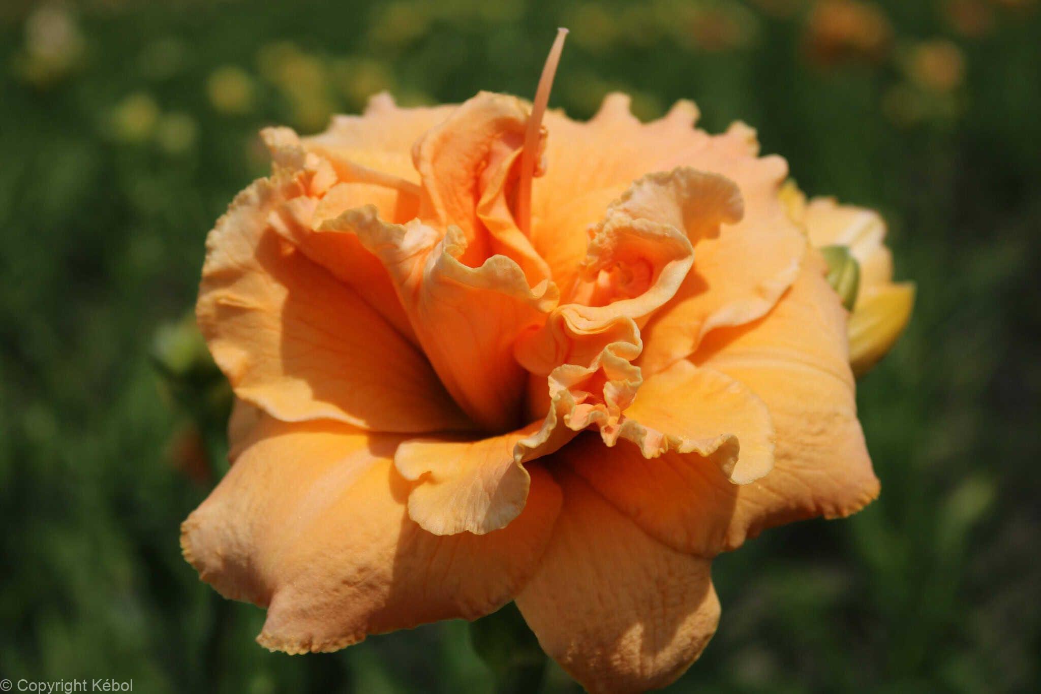 Hemerocallis Isabella Maraffi