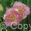 Hemerocallis Lacy Dolly