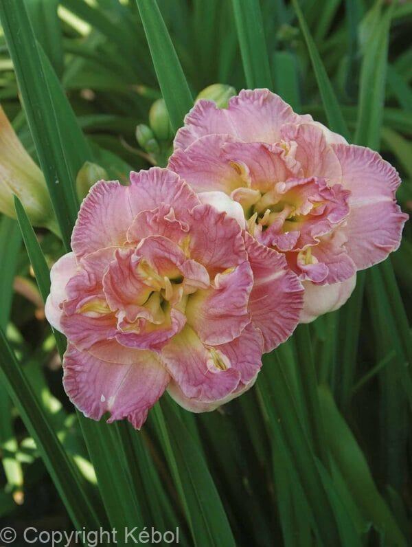 Hemerocallis Lacy Dolly