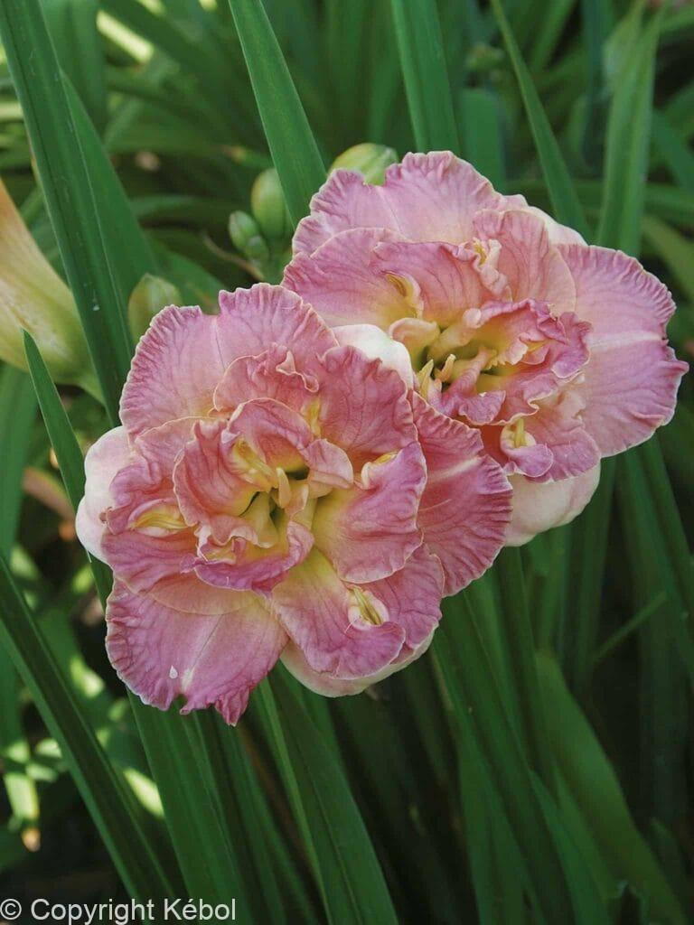 Hemerocallis Lacy Dolly