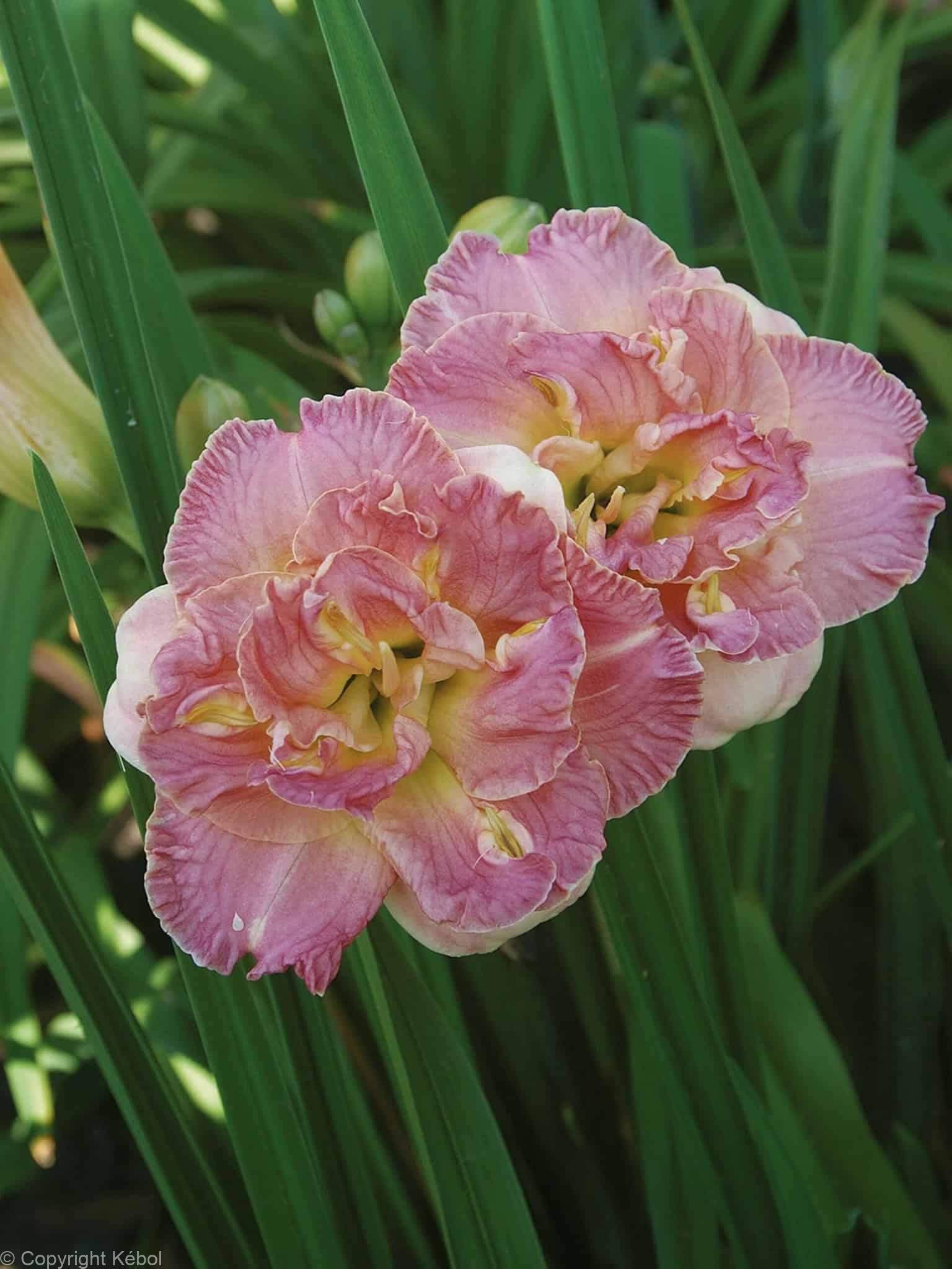Hemerocallis Lacy Dolly