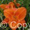 Hemerocallis Mauna Loa
