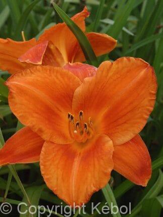 Hemerocallis Mauna Loa - case