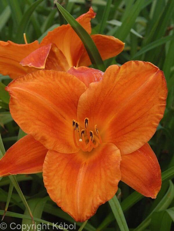 Hemerocallis Mauna Loa