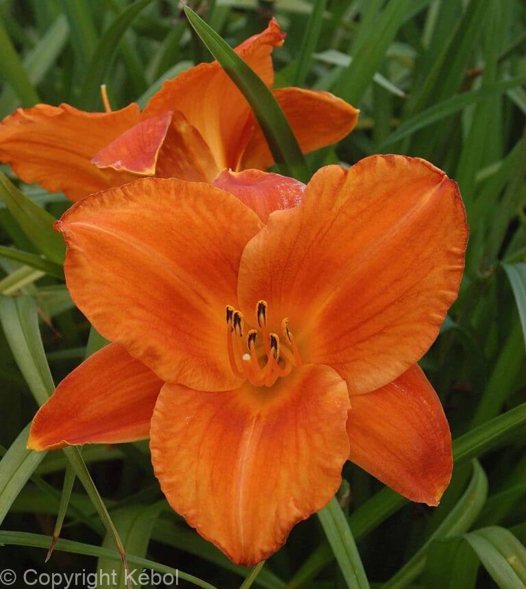 Hemerocallis Mauna Loa