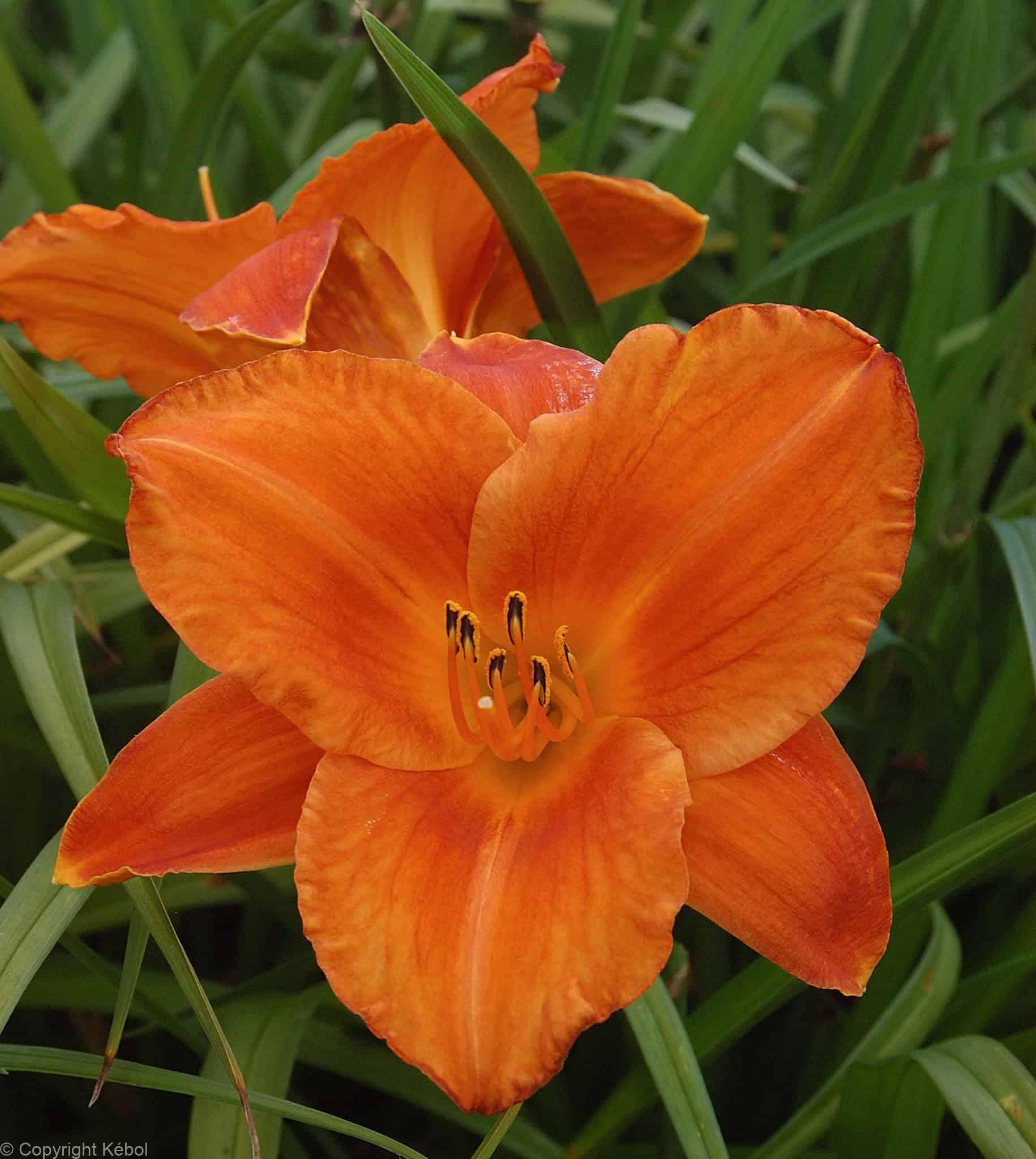 Hemerocallis Mauna Loa