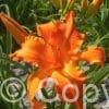 Hemerocallis Primal SCream