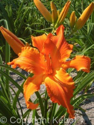Hemerocallis Primal Scream - case