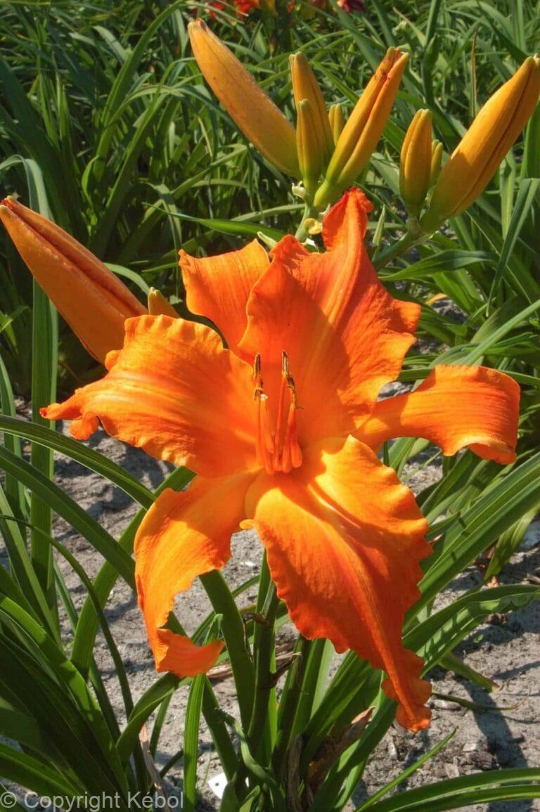 Hemerocallis Primal SCream