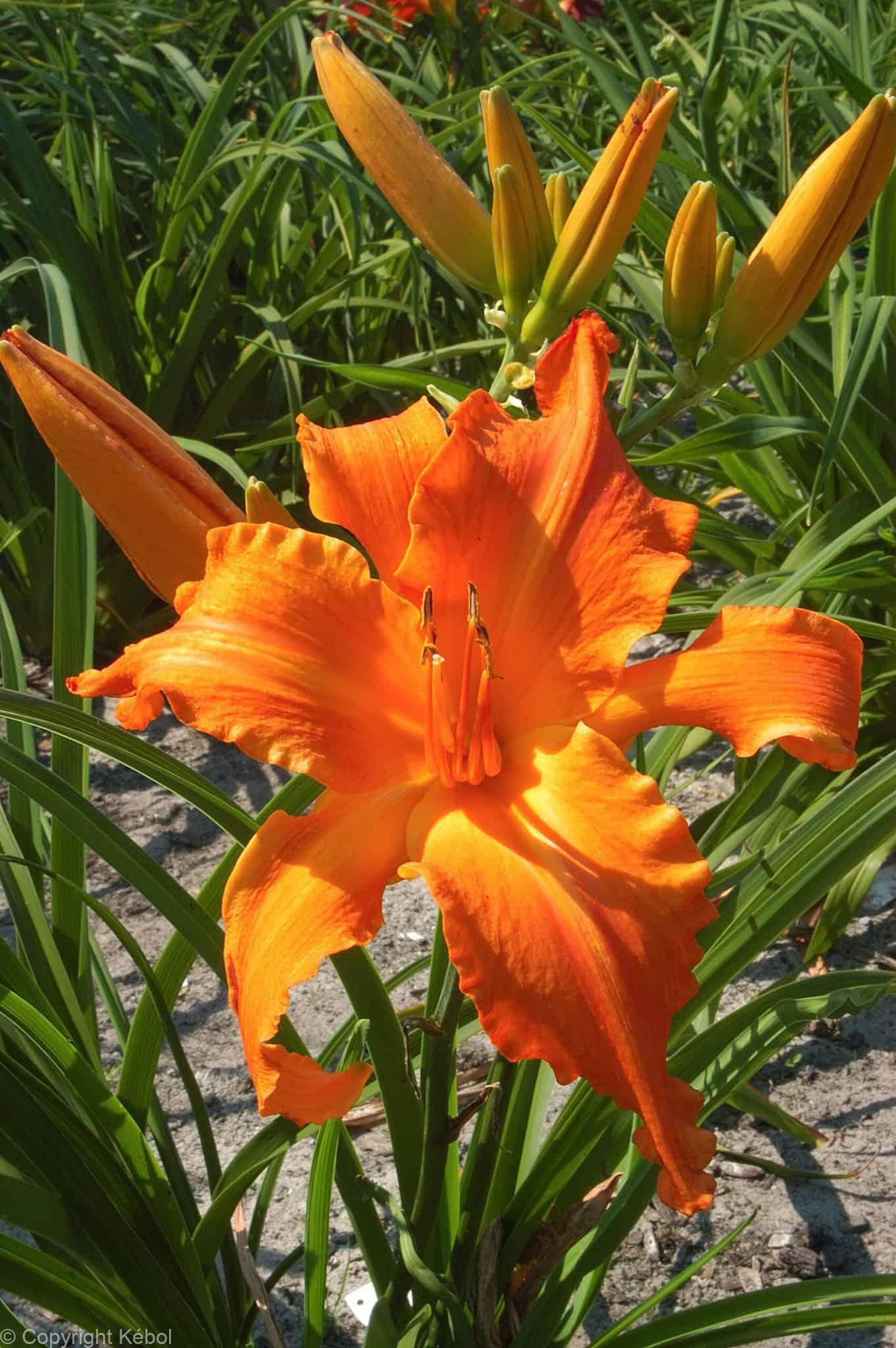 Hemerocallis Primal SCream