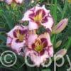 Hemerocallis Purple Flame