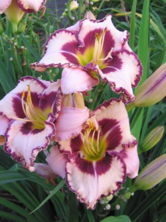 Hemerocallis Purple Flame - case