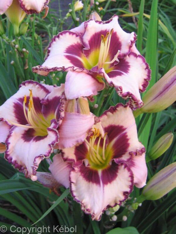 Hemerocallis Purple Flame