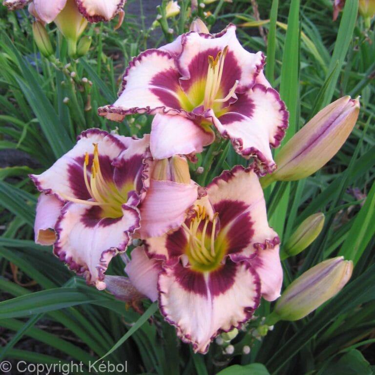 Hemerocallis Purple Flame
