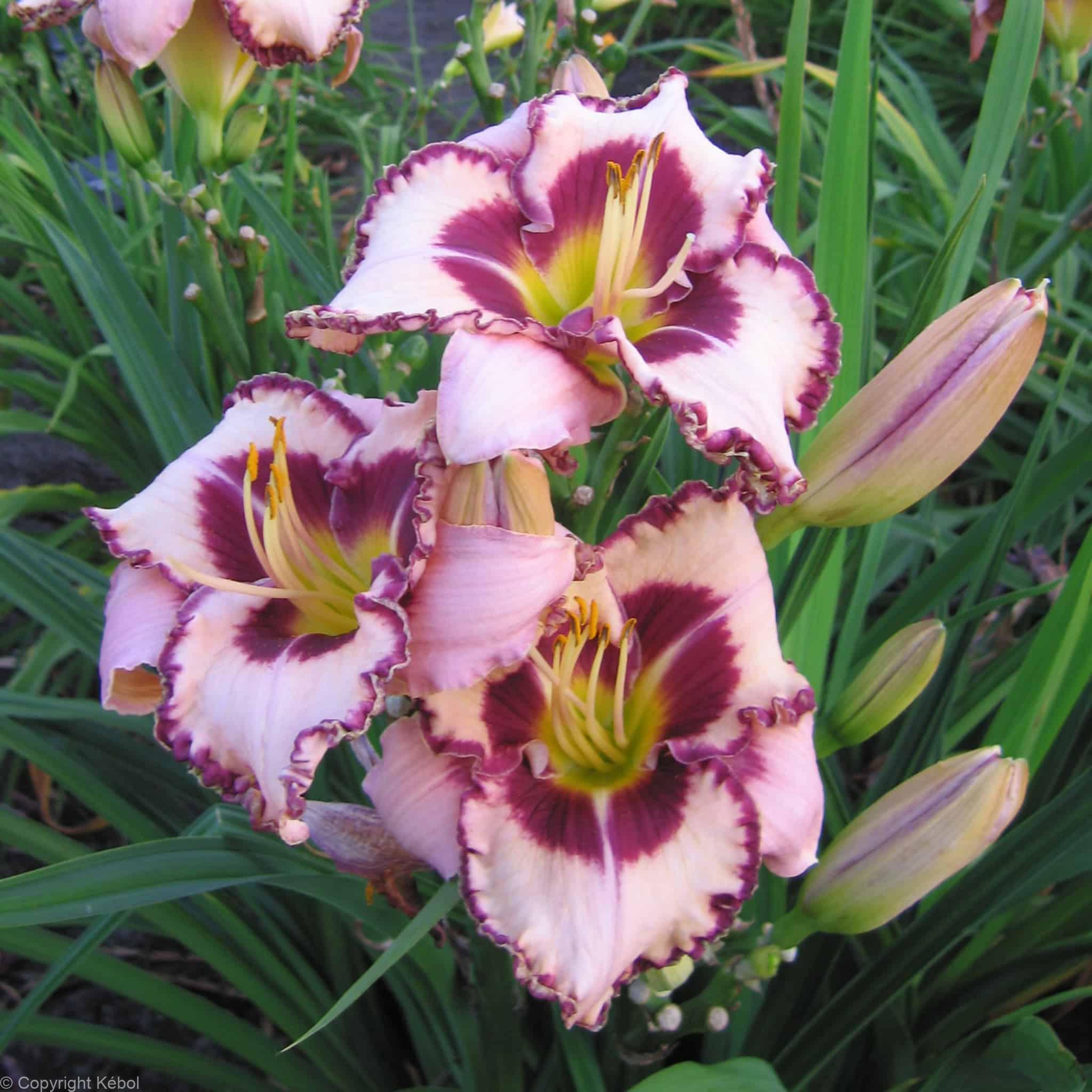 Hemerocallis Purple Flame