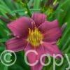 Hemerocallis Stella in Purple