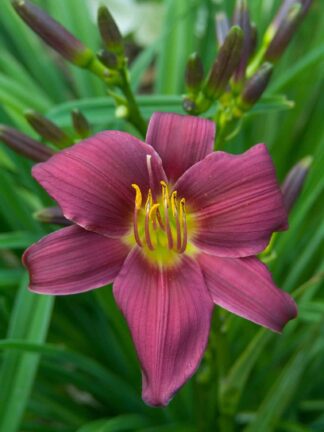 Hemerocallis Stella in Purple - case