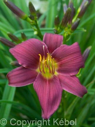 Hemerocallis Stella in Purple - bag