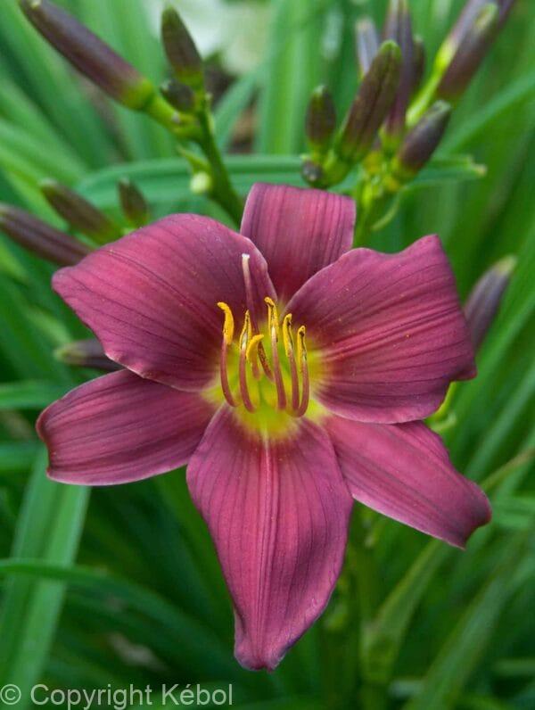 Hemerocallis Stella in Purple