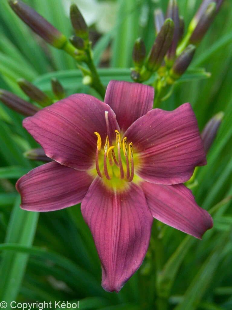 Hemerocallis Stella in Purple