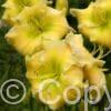 Hemerocallis Tequilla and Lime