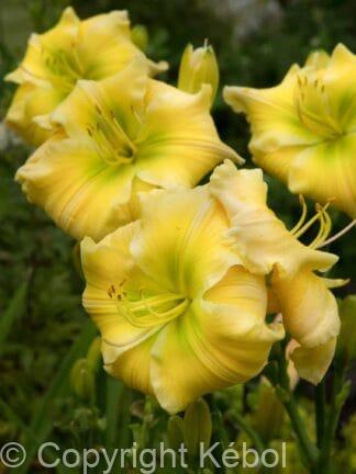 Hemerocallis Tequila and Lime - bag